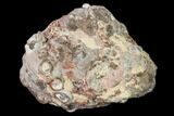 Polished Baker Ranch Thunderegg - New Mexico #162939-2